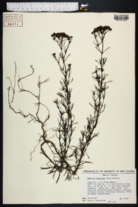 Stenaria nigricans var. nigricans image