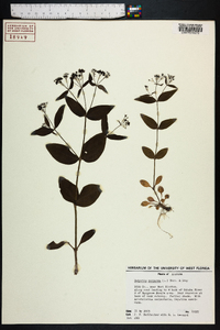 Houstonia purpurea image