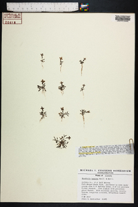 Houstonia pygmaea image