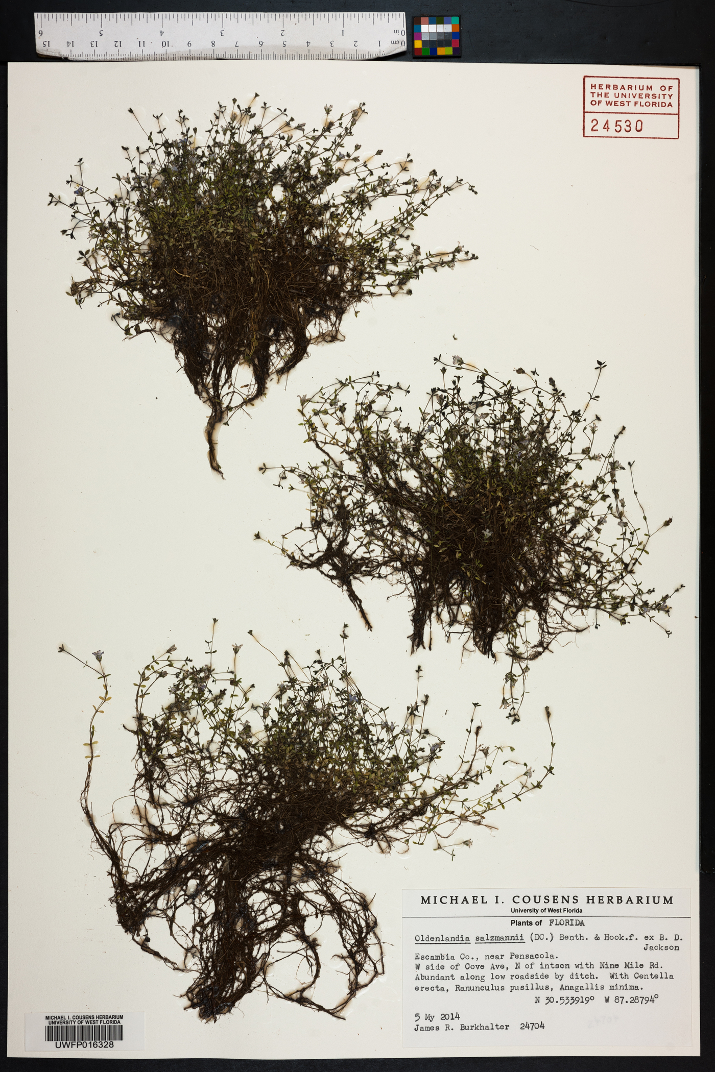 Oldenlandia salzmannii image