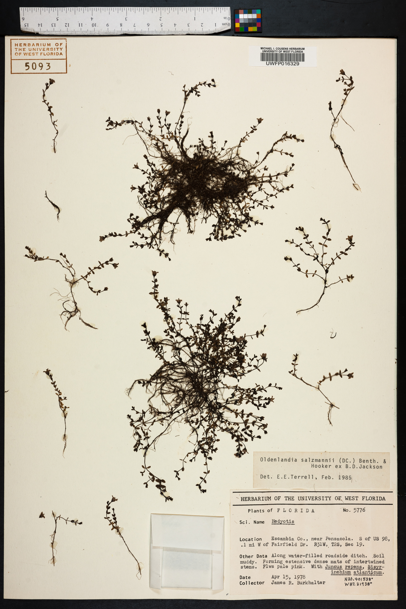 Oldenlandia salzmannii image