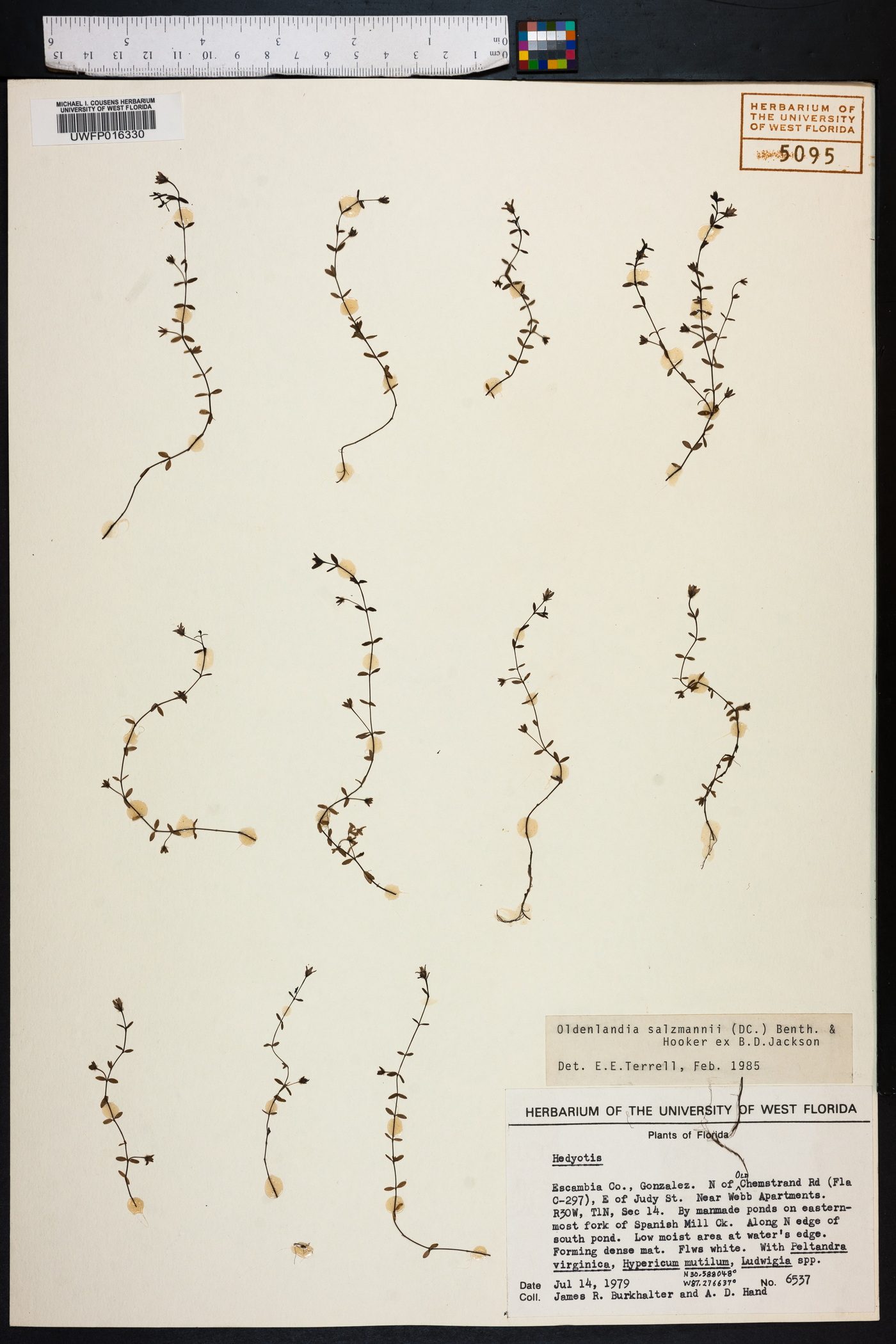 Oldenlandia salzmannii image