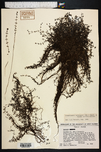 Oldenlandia salzmannii image