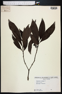Psychotria nervosa image