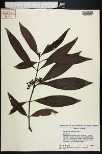 Psychotria sulzneri image