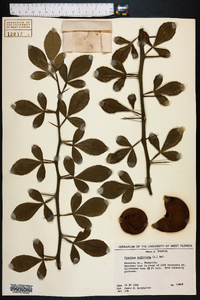 Poncirus trifoliata image