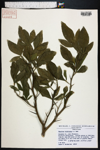 Poncirus trifoliata image