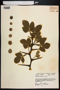 Poncirus trifoliata image