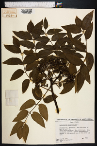 Zanthoxylum clava-herculis image