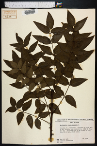 Zanthoxylum clava-herculis image