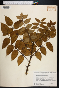 Zanthoxylum clava-herculis image