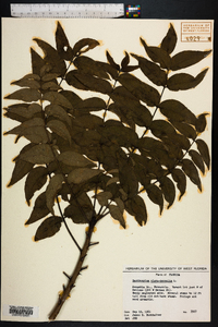 Zanthoxylum clava-herculis image