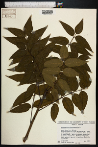 Zanthoxylum clava-herculis image