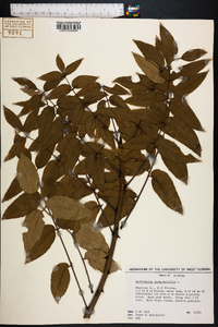 Zanthoxylum clava-herculis image