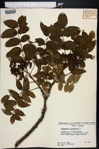 Zanthoxylum clava-herculis image