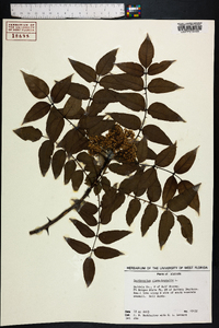 Zanthoxylum clava-herculis image