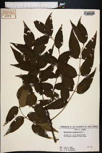 Zanthoxylum clava-herculis image