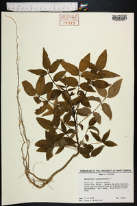 Zanthoxylum clava-herculis image