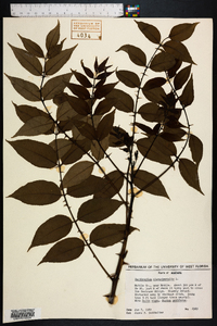 Zanthoxylum clava-herculis image