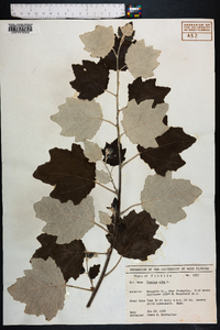 Populus alba image