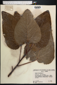 Populus heterophylla image