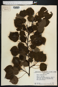 Populus tremula image