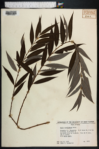 Salix caroliniana image