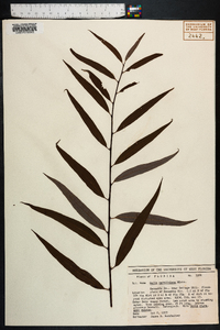 Salix caroliniana image