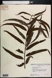 Salix caroliniana image