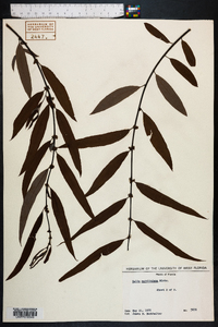 Salix caroliniana image