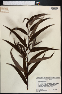 Salix caroliniana image