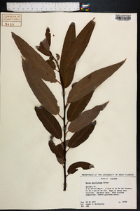 Salix caroliniana image