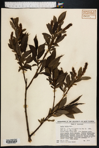 Salix lucida image