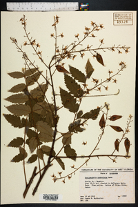 Koelreuteria paniculata image