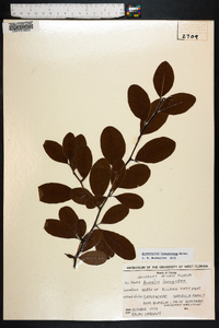 Sideroxylon lanuginosum image