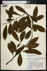 Sideroxylon lanuginosum image