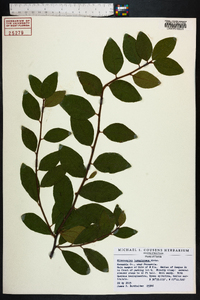 Sideroxylon lanuginosum image