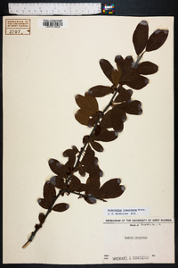 Sideroxylon lanuginosum image