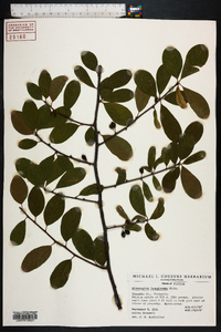 Sideroxylon lanuginosum image