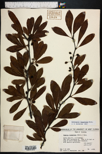 Sideroxylon lanuginosum image