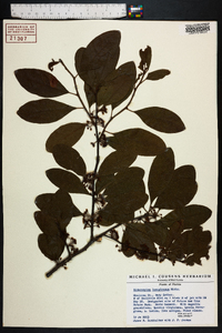 Sideroxylon lanuginosum image