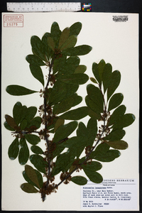 Sideroxylon lanuginosum image