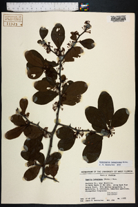 Sideroxylon lanuginosum image