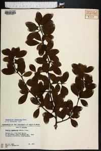 Sideroxylon lanuginosum image