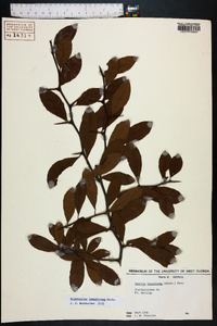 Sideroxylon lanuginosum image