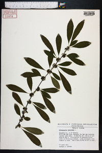 Sideroxylon lycioides image