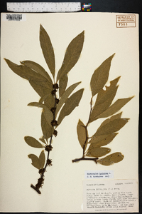 Sideroxylon lycioides image