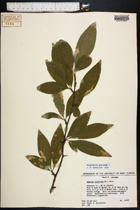 Sideroxylon lycioides image