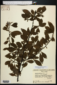 Sideroxylon reclinatum image