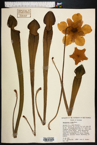 Sarracenia alata image